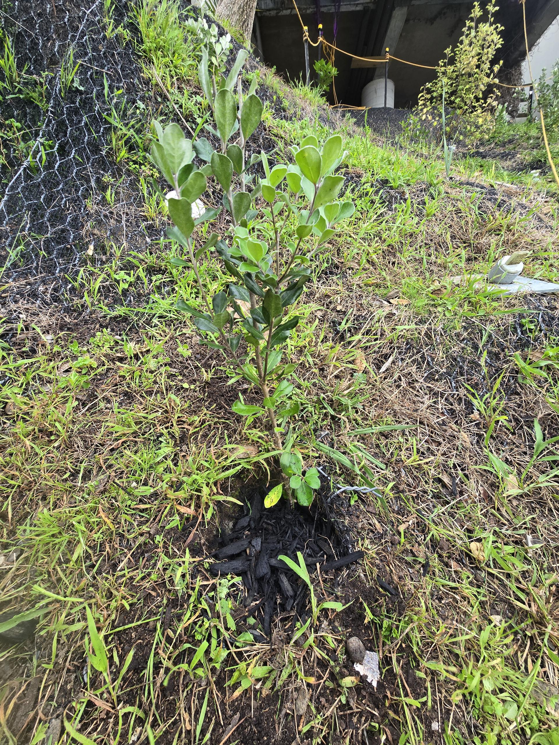 Native slope planting for erosion prevention